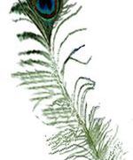 Pawie Pióro za recenzję