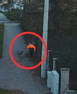 Chłopiec szedł chodnikiem. Kierowca uratował go przed atakiem psów