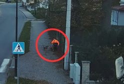 Chłopiec szedł chodnikiem. Kierowca uratował go przed atakiem psów