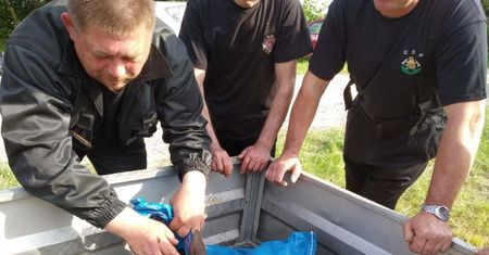 Strażacy uratowali cielę jelenia podczas powodzi
