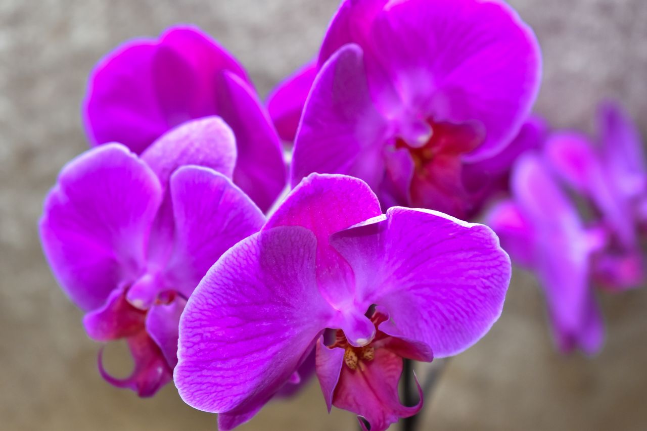 Reviving your orchid: a pint of beer could be the solution