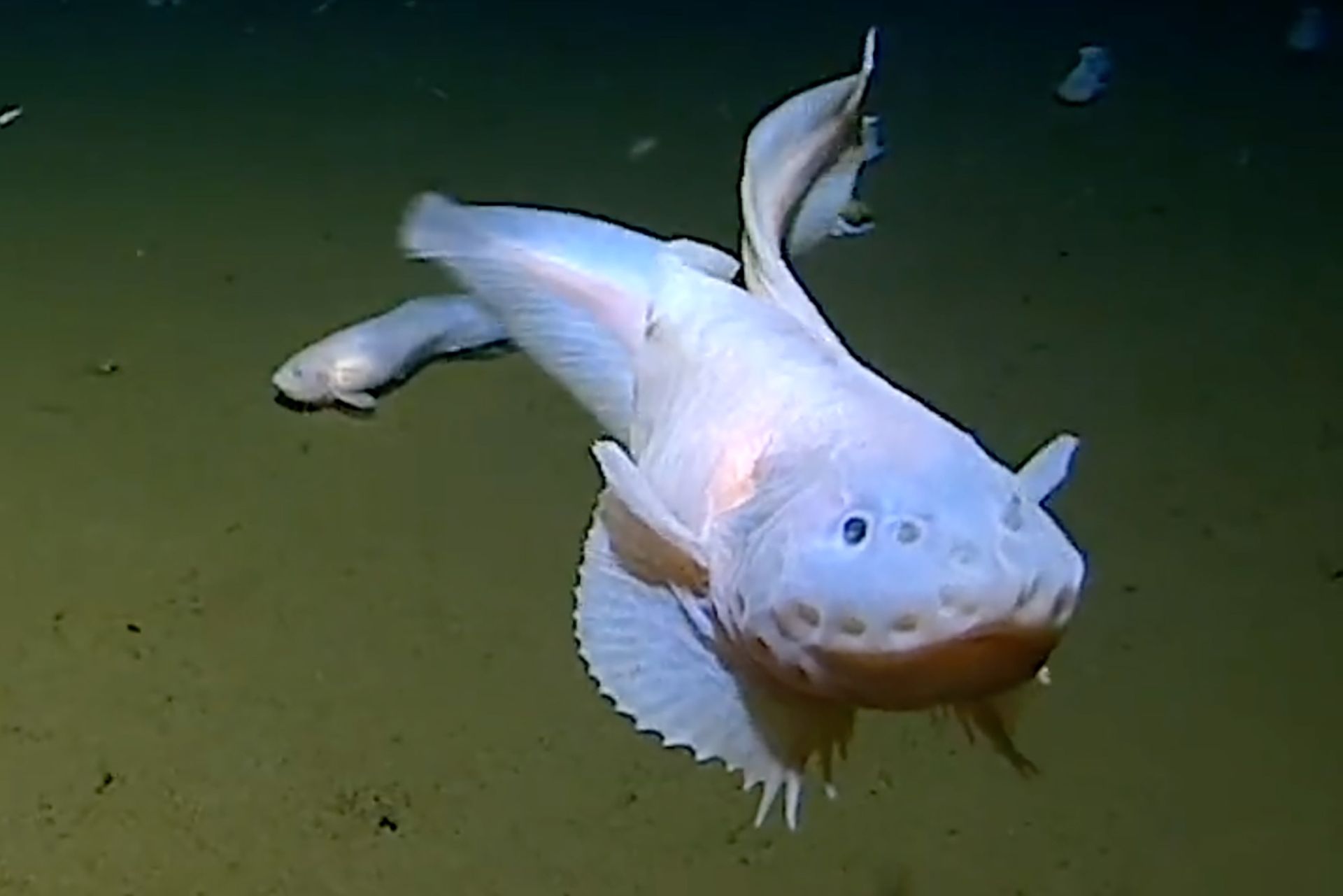 Tak się żyje na dnie oceanu. Nagrali dziwne ryby na głębokości 8000 m