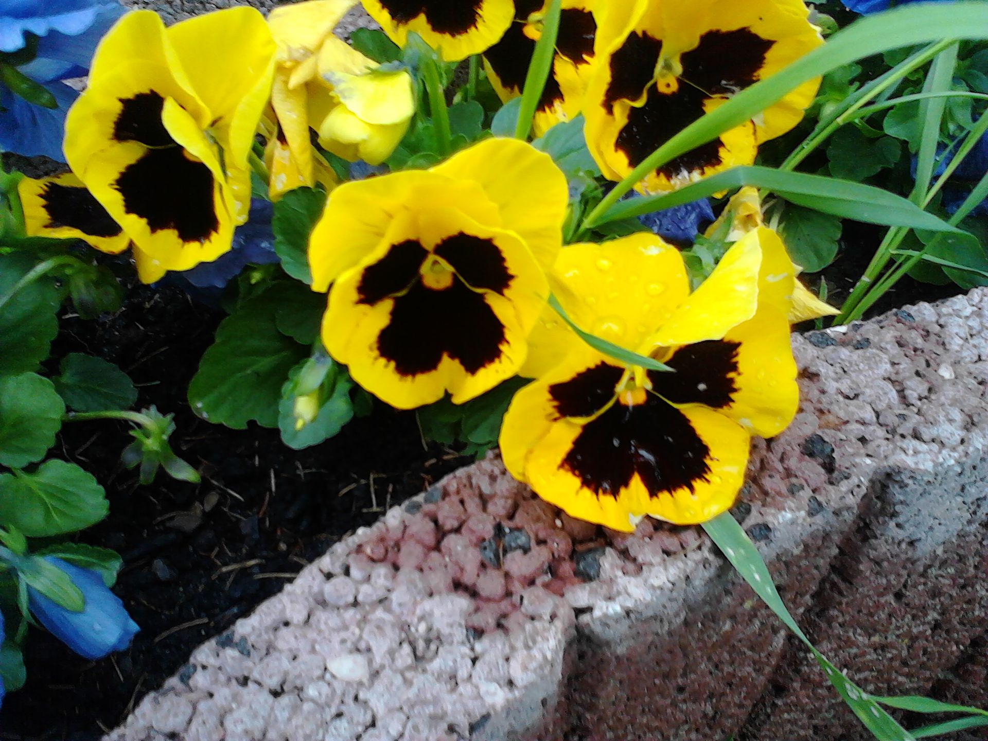 Nokia X - test 19