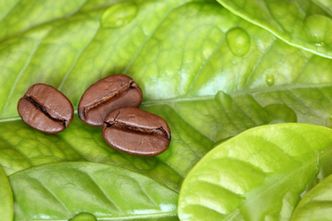 Naukowcy złamali kod genetyczny... kawy. Po co?