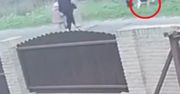 Wyszli na spacer z dzieckiem. Przywiązali psa do ogrodzenia i odeszli
