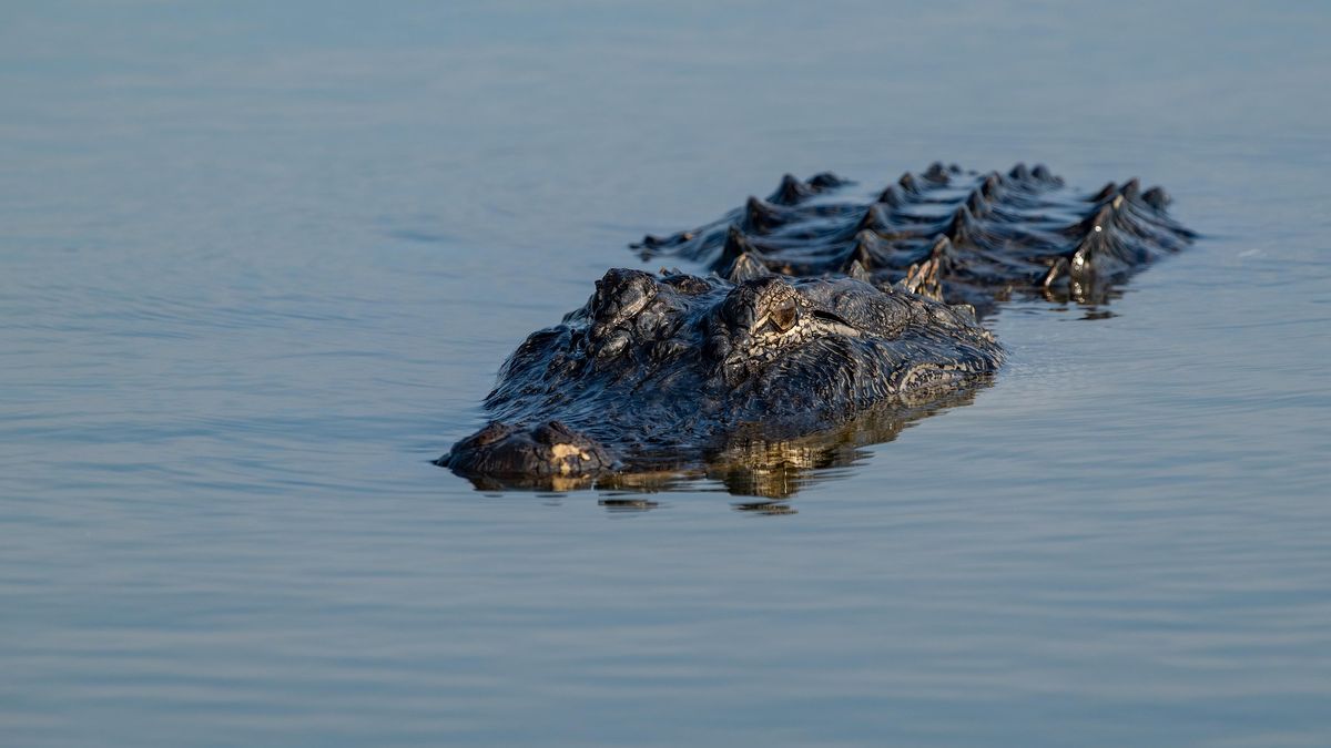 Aligator zaatakował 71-letniego wędkarza