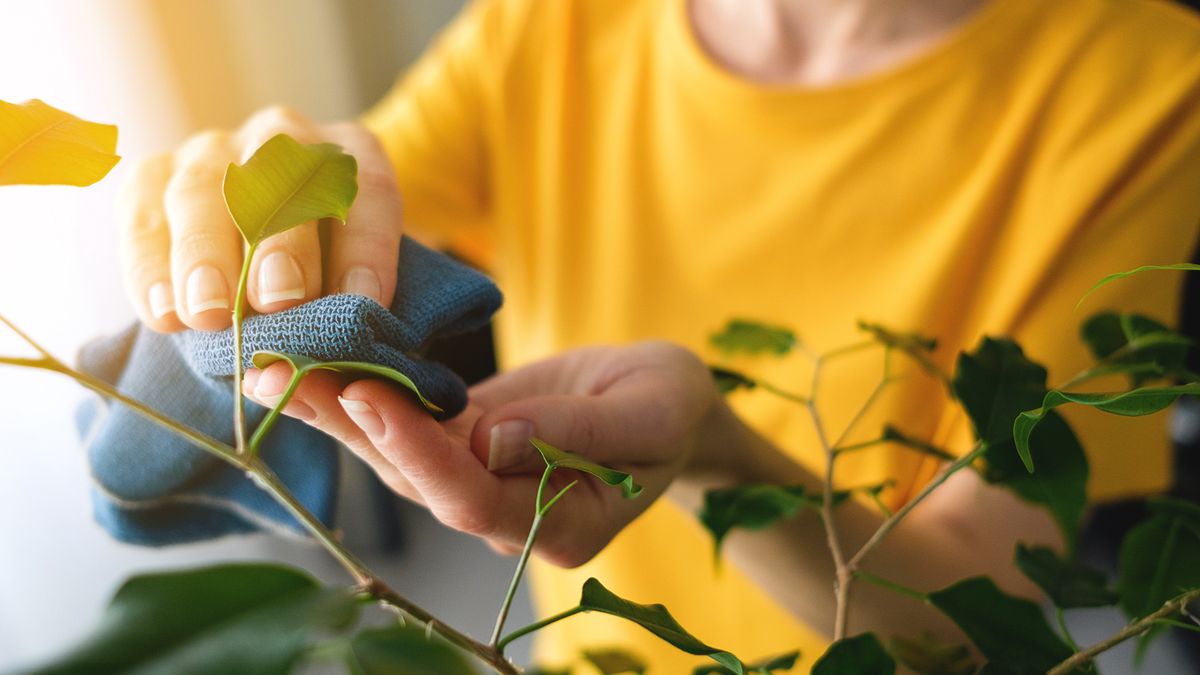 Pielęgnacja roślin doniczkowych