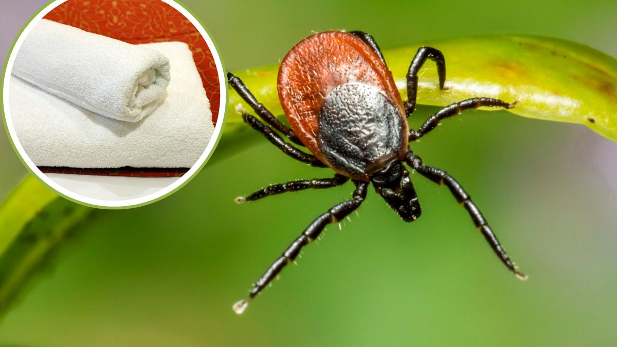 Aby sprawdzić, czy kleszcze są obecne w naszym ogrodzie, wystarczy zrobić "test ręcznika"