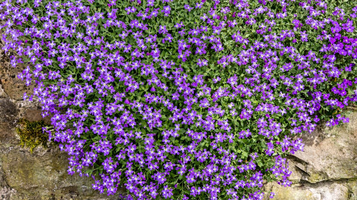 Żagwin ogrodowy to hit w ogrodzie