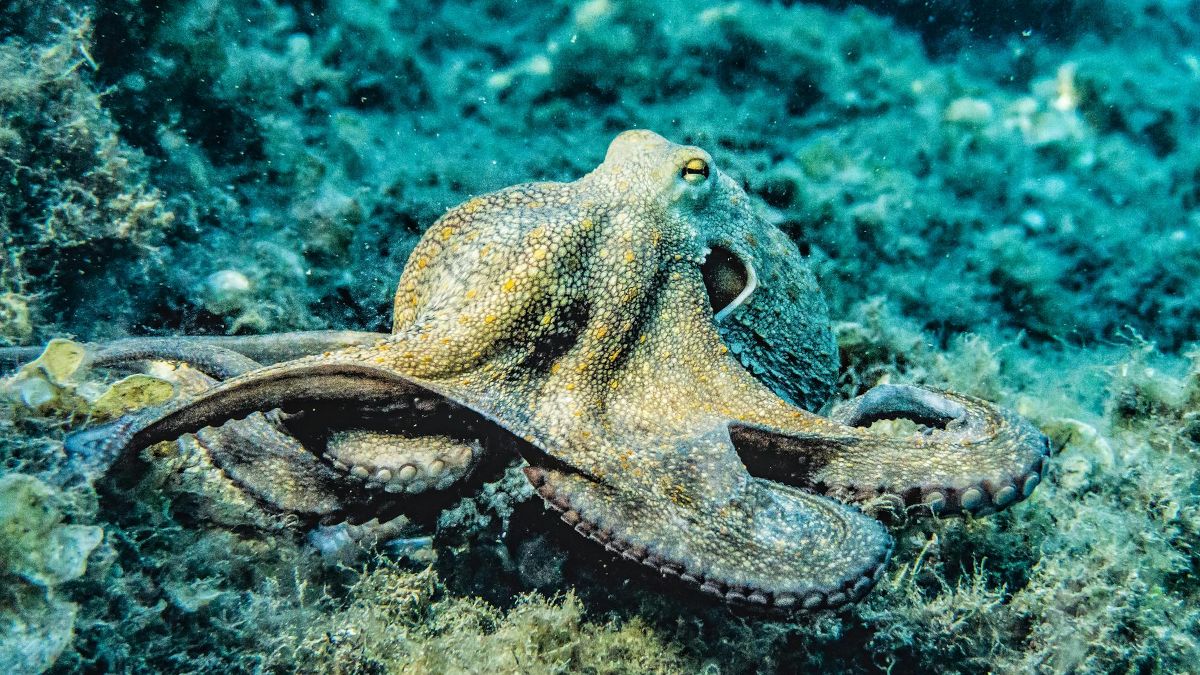 Ośmiornica pod lupą.