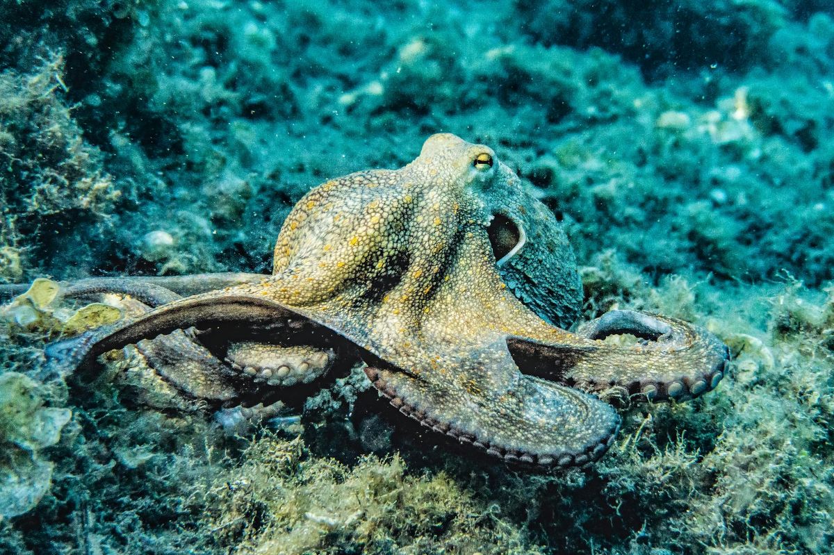 Unlocking octopus mysteries: A leap in cephalopod research