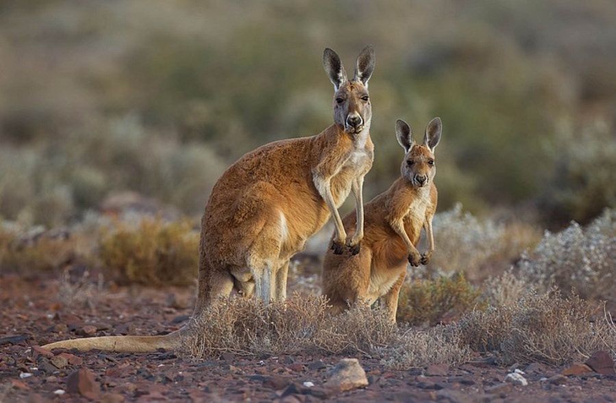 To nietypowe, że kangury tak dobrze skaczą