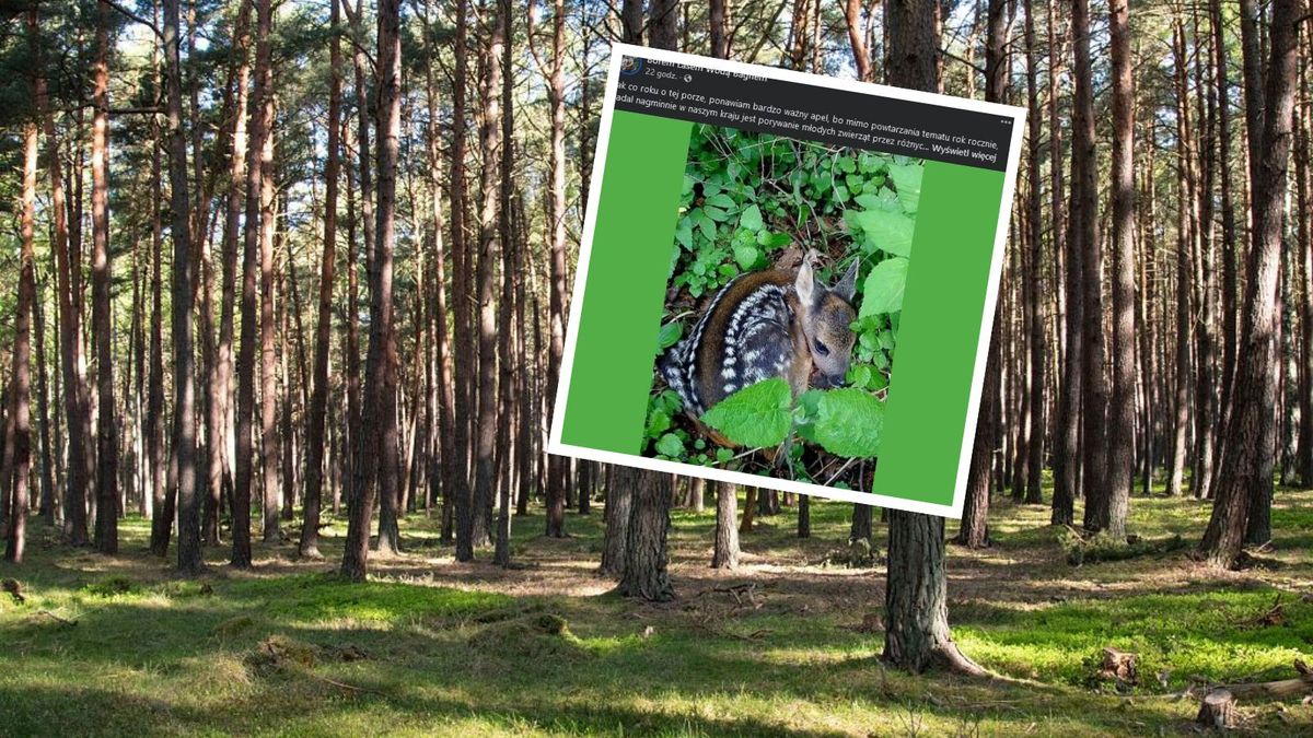 Leśnik przypomina, by pozostawiać w lesie młode dzikie zwierzęta