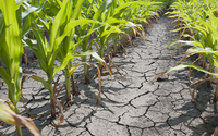 152 mln z strat w rolnictwie z powodu klsk pogodowych