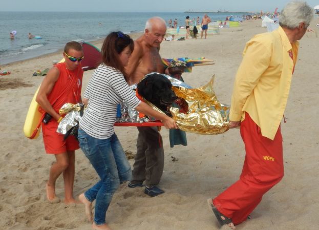 Ratownicy WOPR uratowali labradora, który dostał ZAWAŁU na plaży! (FOTO)