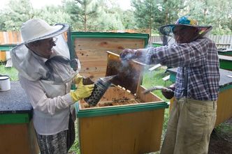 Rolnictwo ekologiczne ratunkiem dla pszczół