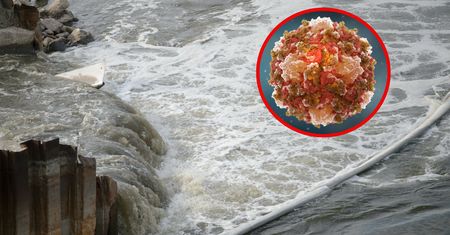 Zmutowany wirus w warszawskich ściekach. Mamy najnowsze informacje