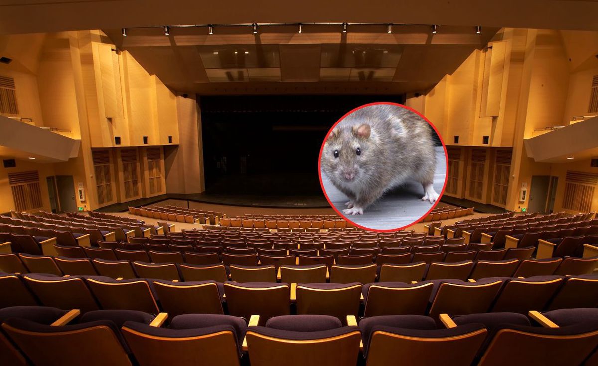 Szczur wywołał przerażenie w teatrze