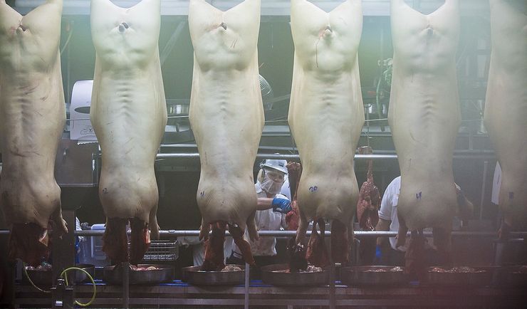 Śląsk. Ukradł 20 uwędzonych boczków…i obszedł się smakiem