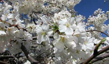 Pogoda długoterminowa z IMGW. Prognoza na kwiecień i maj może bardzo zdziwić