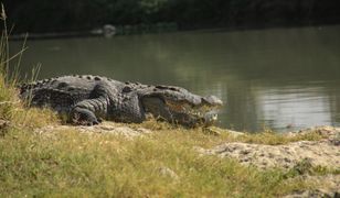 Chłopiec zaginął w Indonezji. W poszukiwaniach pomógł krokodyl