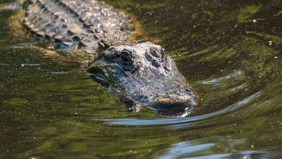 Aligator
