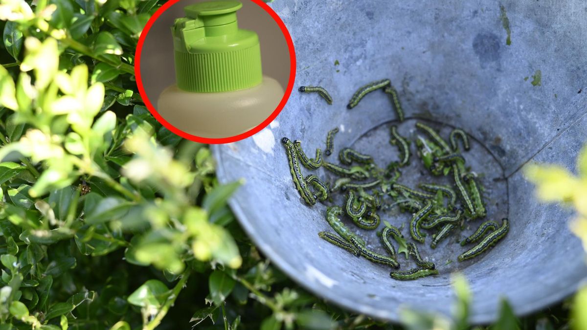Wystarczy kilka składników z kuchennej szafki. Tak pozbędziesz się ćmy bukszpanowej