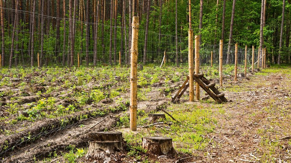 Podobne ogrodzenie stanęło na granicy polsko-niemieckiej - zdjęcie poglądowe