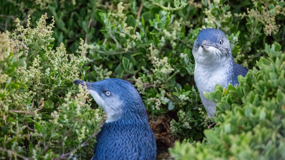 Pingwiny małe nie tak wierne, jak do tej pory zakładano