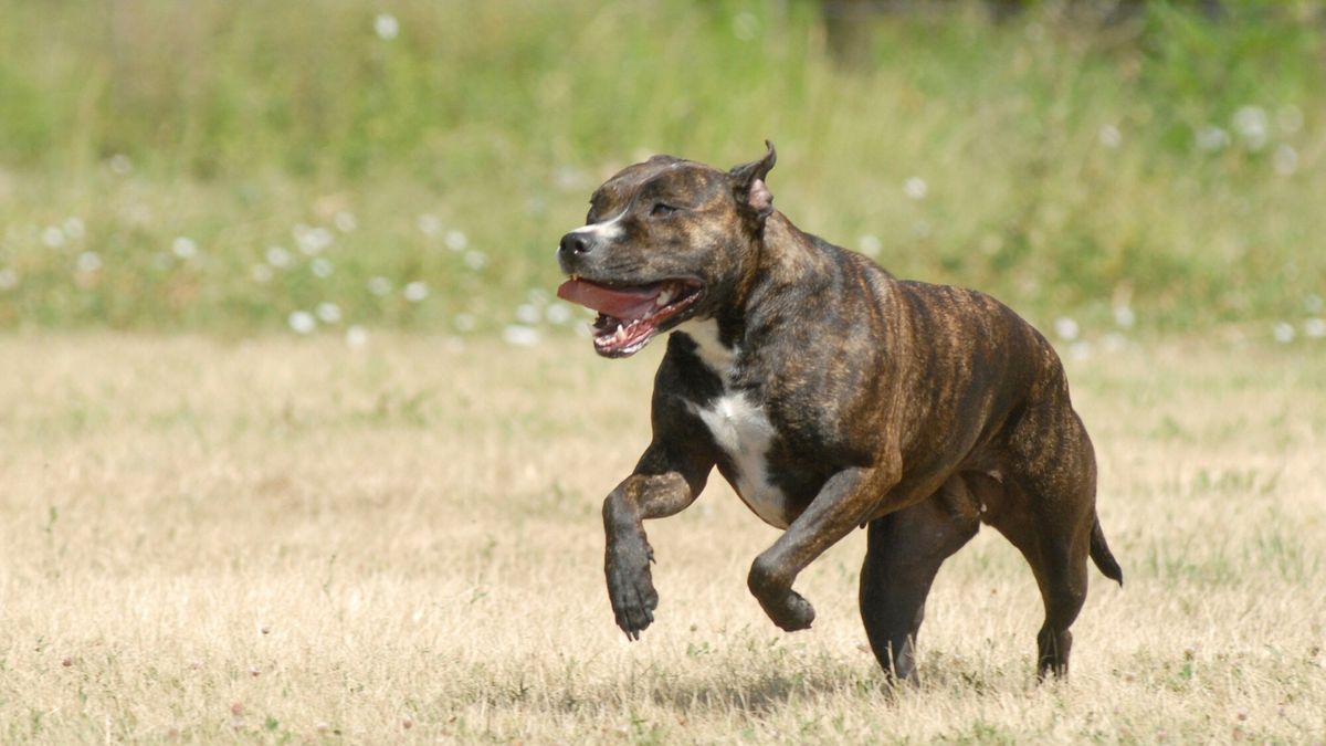 2-latek śmiertelnie zagryziony przez psa.