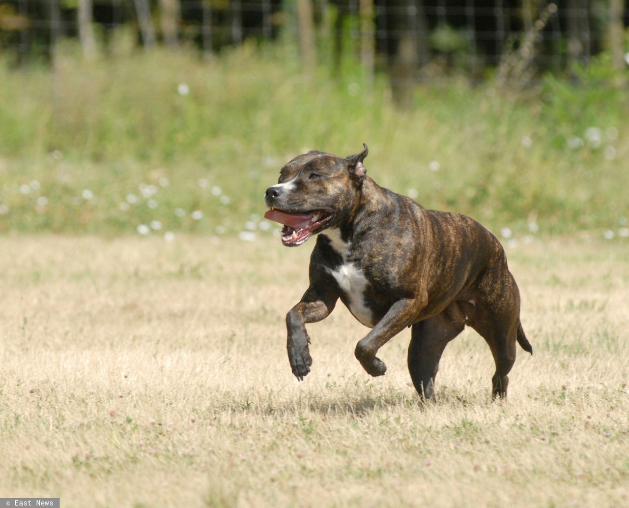 2-latek w jednym pokoju z agresywnym psem. Tragiczny finał