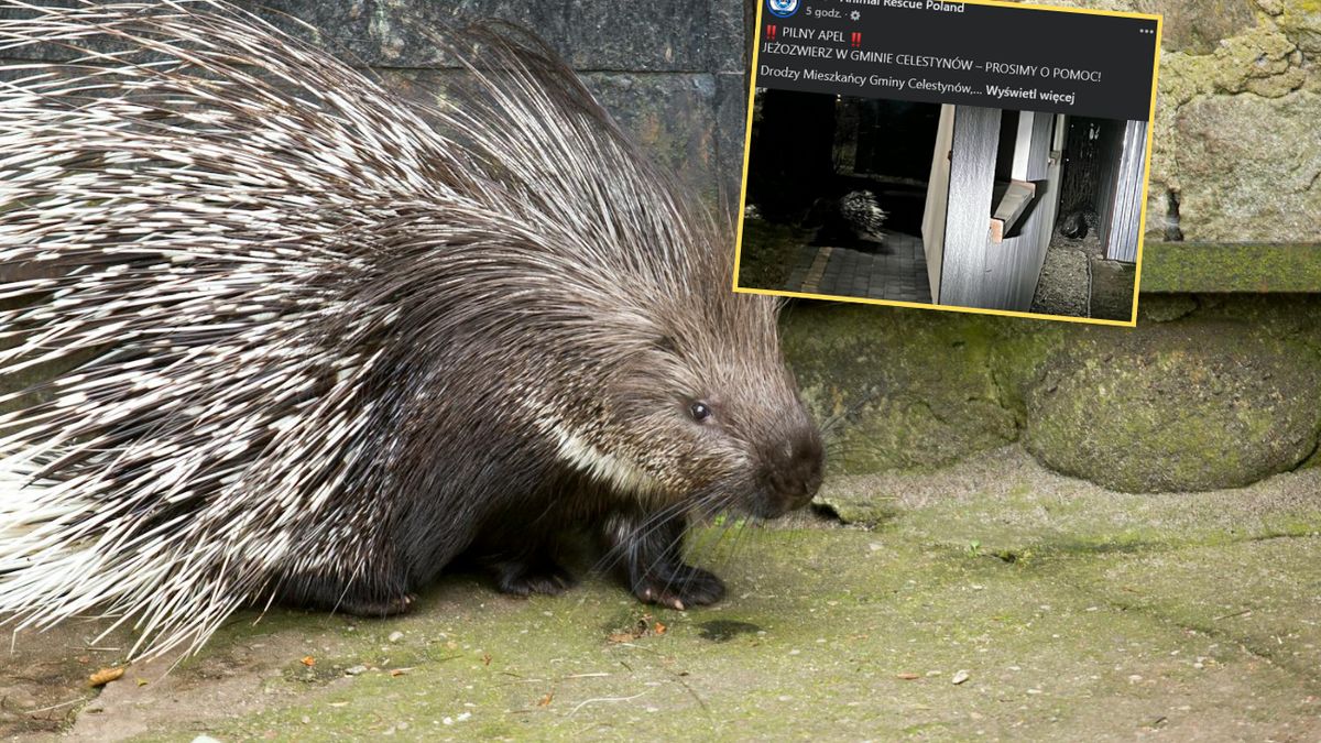 Jeżozwierz był widziany na terenie Gminy Celestynów  