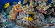 Gdzie jest Nemo? Już nie w swoim bezpiecznym schronieniu