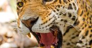 Niebezpieczna sytuacja w zoo. Jaguar zranił mężczyznę