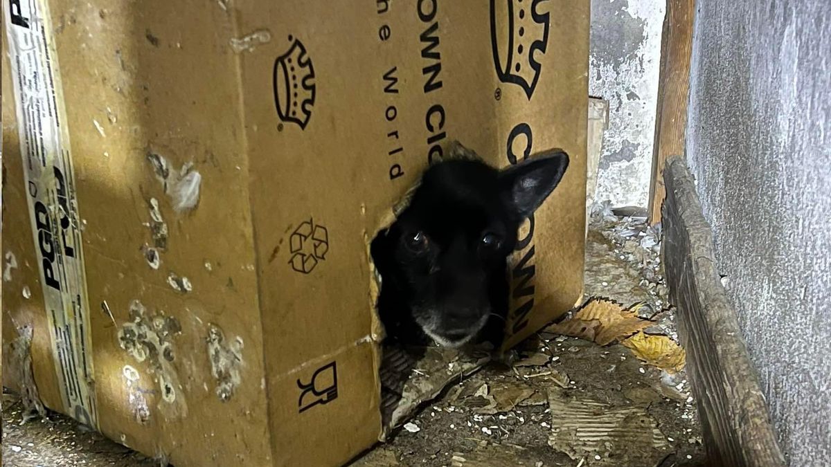 Pies mieszkał w kartonie ustawionym na betonie przy gołębniku 