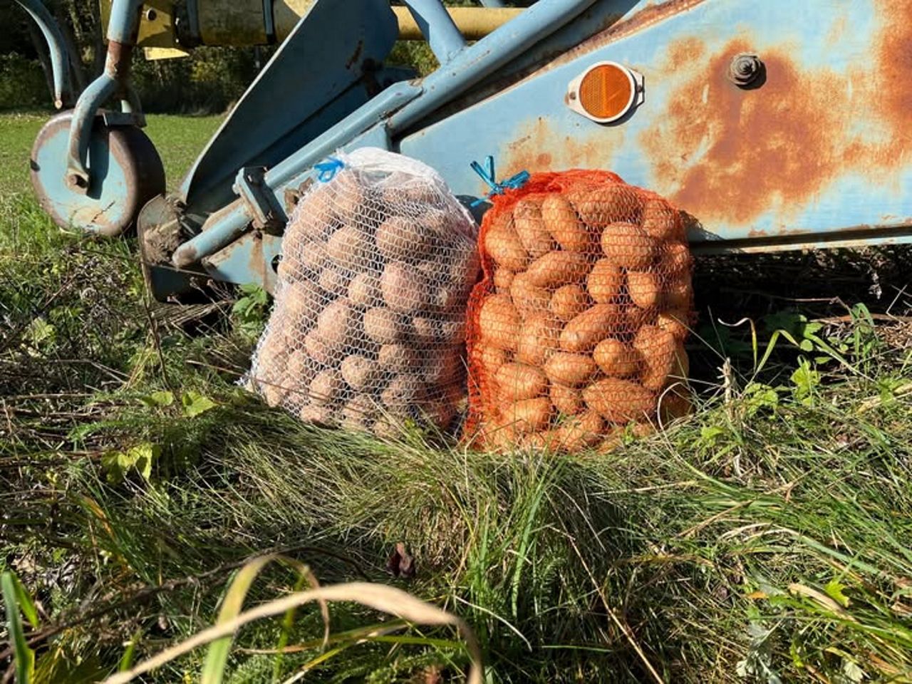 Nie tylko w Polsce. Kryzys ziemniaczany w Europie Zachodniej