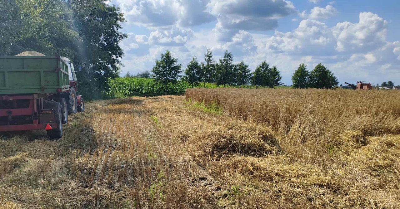 Nocne kombajny to nie kaprys. Tak ratuje się plony i pszczoły