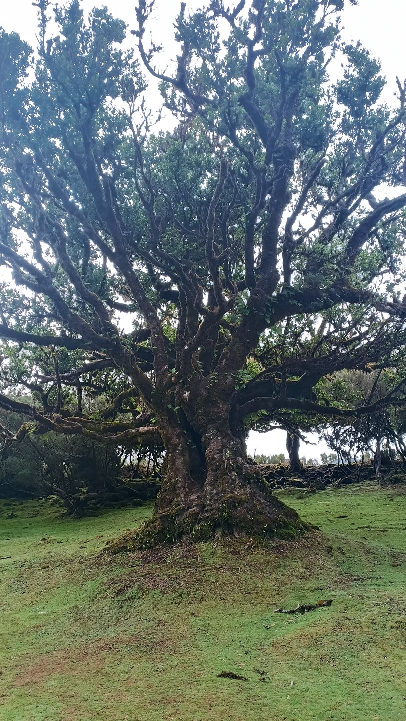 Niesamowita natura w Fanal Forest