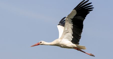 Bocian spod Kutna zaskoczył wszystkich. W środku zimy wrócił do Polski