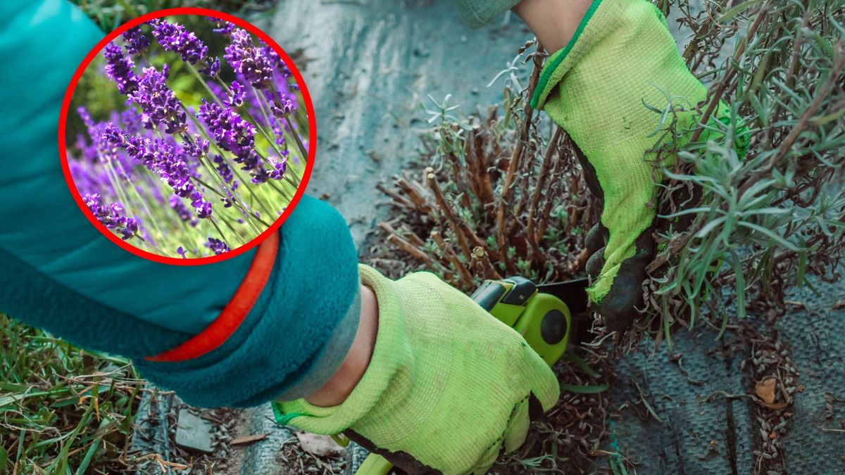 Kiedy ciąć lawendę?