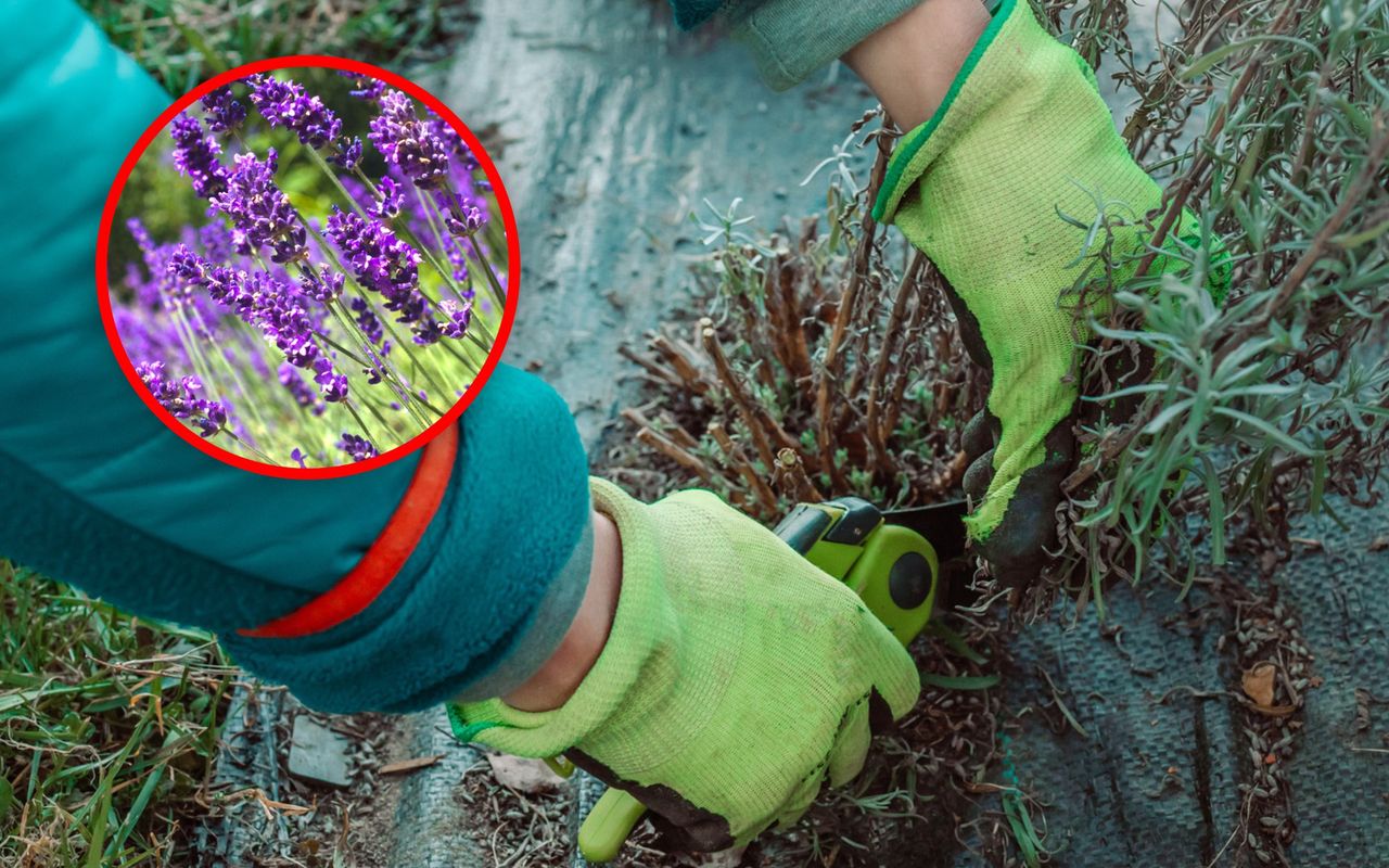 Kiedy przycinać lawendę na wiosnę? Nie zrób tego błędu