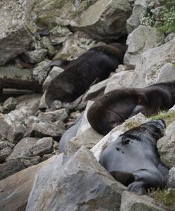 Zjadliwa choroba atakuje nowy kontynent. 1000 martwych fok i lwów morskich