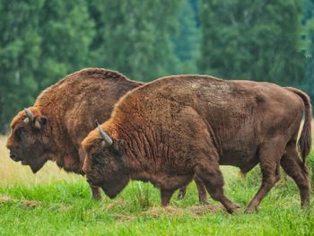 "Żubrów jest sporo". Policzono, ile znajduje się w Puszczy Białowieskiej