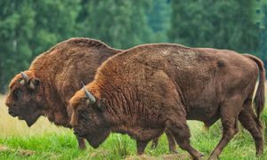 "Żubrów jest sporo". Policzono, ile znajduje się w Puszczy Białowieskiej