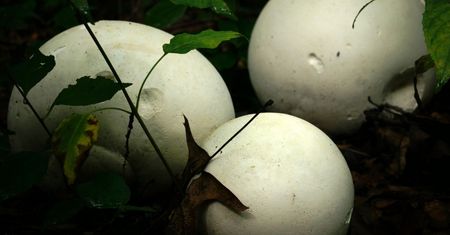 Grzyb-gigant dawniej był pod ochroną. Teraz to polski rarytas