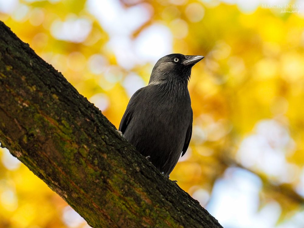 OM-D EM-1 + M.ZD 40-150 PRO 1/800s f2.8 ISO 1000