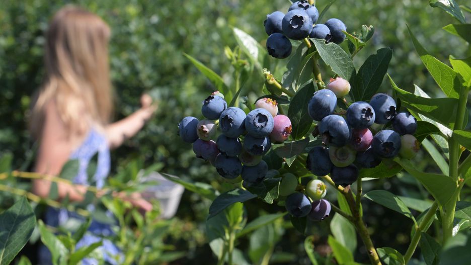 Blueberry harvest in full swing
15 July 2023, Brandenburg, Klaistow: Ripe cultivated blueberries hang on a bush. In the background, they are being picked by a woman. The fruit is celebrated with a "blueberry festival" at the asparagus farm in Klaistow. Photo: Michael Bahlo/dpa/ZB 
Dostawca: PAP/DPA
Michael Bahlo
Blueberry, harvest