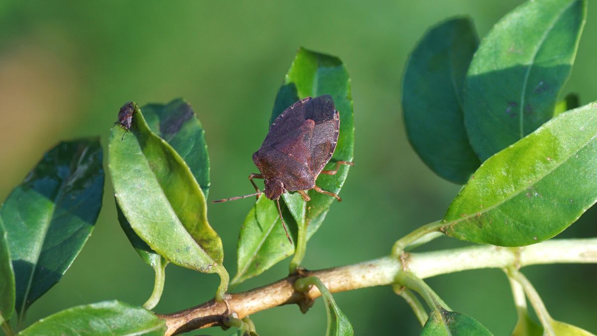 Spotkanie tego owada w Polsce jest bardzo częste 