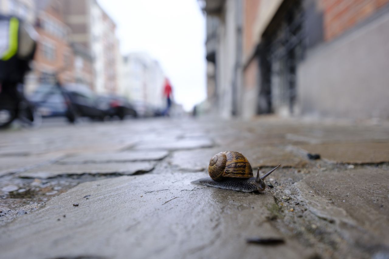 Ślimaki w ogrodzie? Oto naturalne sposoby na zwalczanie ślimaków 16.06.2025