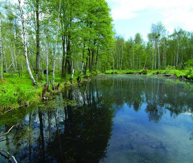 Kampinos. Szlaki. U bram Puszczy